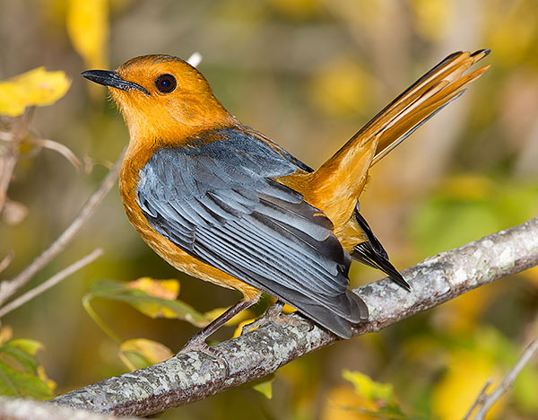 Red-capped Robin-Chat